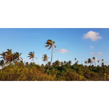 Natural Palm Trees